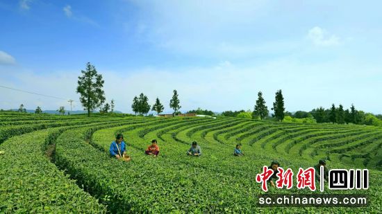  廣元茶園。廣元市農(nóng)業(yè)農(nóng)村局供圖。